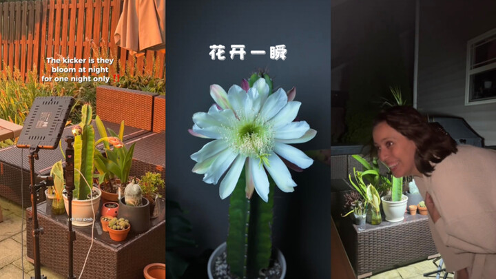 Khoảnh khắc hoa nở thực sự quá ấn tượng 😲🌵