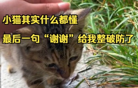 The little cat totally gets it—it’s the final “thank you” that really got me.