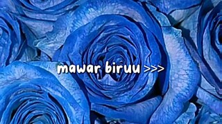 mawar biru 💍