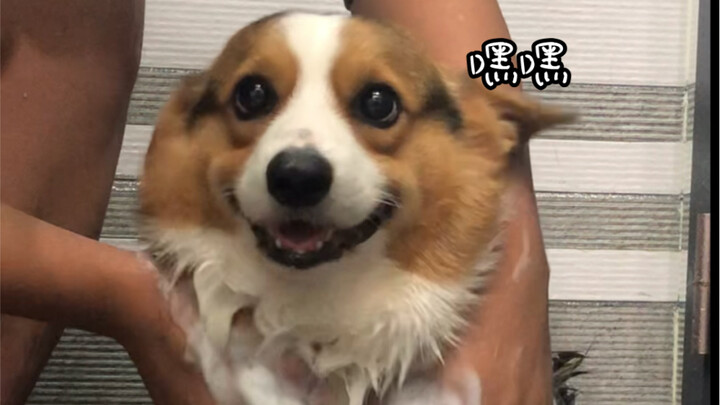 Dog Bath Time | What It’s Like to Have a Corgi Who’s the Best Behaved Bather Ever