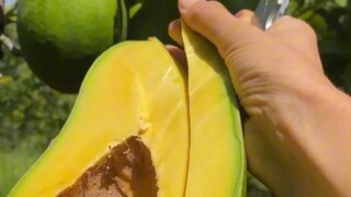 鉴赏一下:佛罗里达州的各种大号牛油果