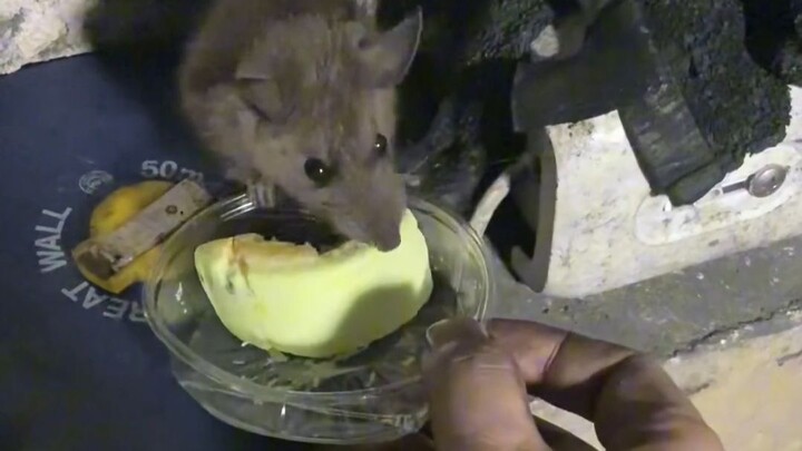 Para penambang membuka jam makan di tambang, dan para tikus selalu datang tepat waktu untuk ikut mak