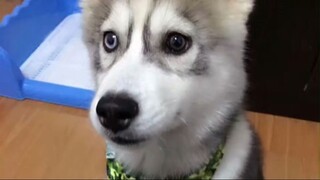 Nhật ký trưởng thành của Mễ Tu - Mi Xiu #Husky