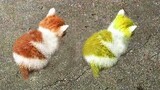 Kompilasi Kucing Lucu Bikin Ngakak Dan Anak Kucing Mengeong | Video Hewan Lucu