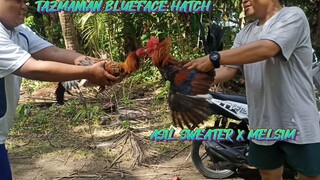 TAZMANIAN BLUEFACE HATCH VS ASIL SWEATER X MELSIM  SPAR!!         JRP BACKYARD