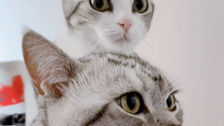 Merawat kucing ala pay-to-win…