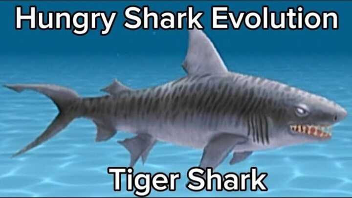 Hungry Shark Evolution (Tiger Shark) #BstationGamers #bestofbest