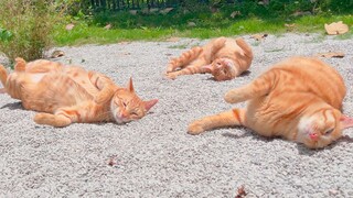 Bangun area berjemur untuk kucing, kucing dan serangga berkumpul bersama