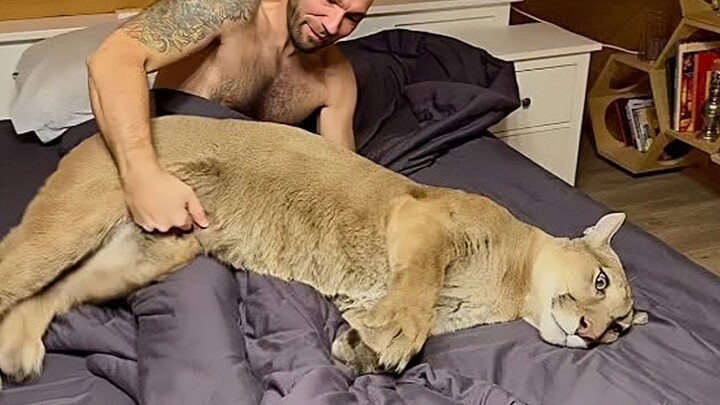 终于，美洲狮梅西和妈妈的竞争开始了