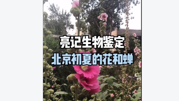 [Identifikasi Biologis Liang Ji] Bunga dan Jangkrik Musim Panas Awal di Beijing