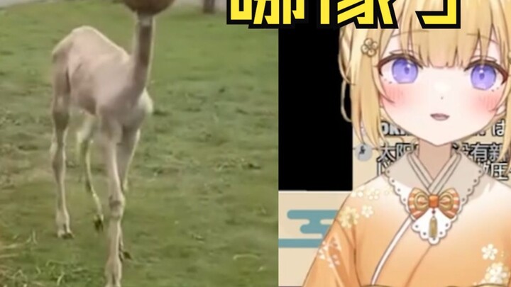 คนญี่ปุ่นดู "When the Alpaca is Shaved..." กันชัดๆ นี่ไม่เหมือนผมเลย