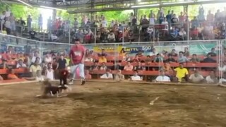 3 Cock Derby first fight