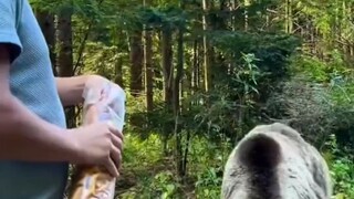 Banyak orang bilang beruang cokelat ada dalam daftar makanan harimau Siberia. Tapi setelah melihat t