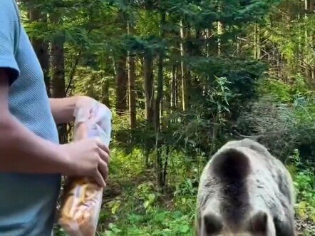 Lâu nay vẫn có người nói rằng gấu nâu nằm trong thực đơn của hổ Đông Bắc. Nhưng nhìn thân hình cao l