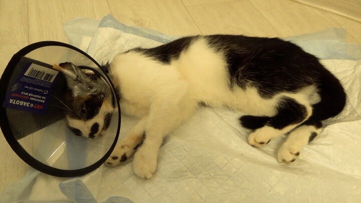 Zlata the cat after an ear surgery