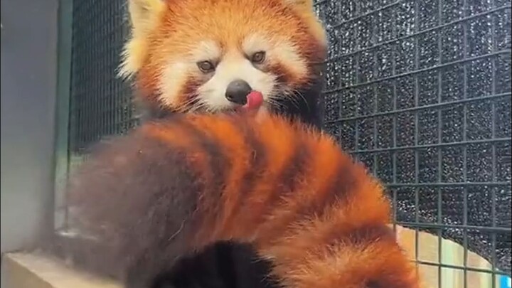 I’m really not抢ing your tail.