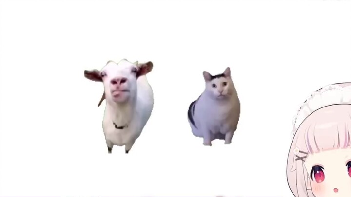 A Japanese loli suddenly falls ill and imitates the cat meme, it's exactly the same!
