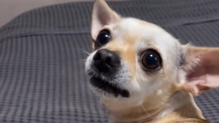 Why are you so cute?