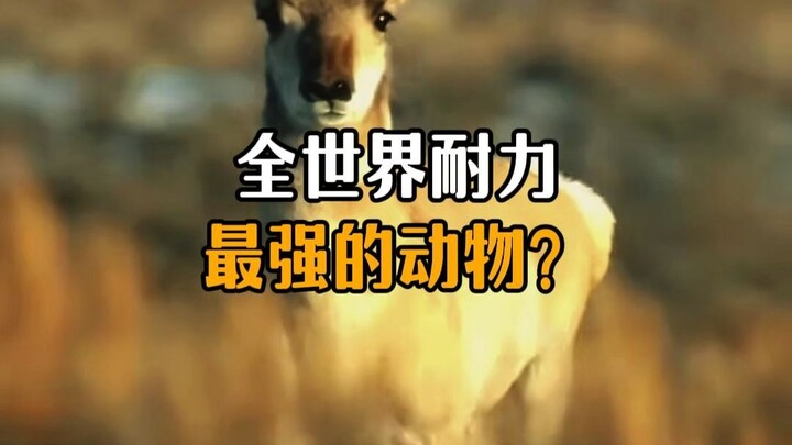 The animal with the greatest endurance in the world?