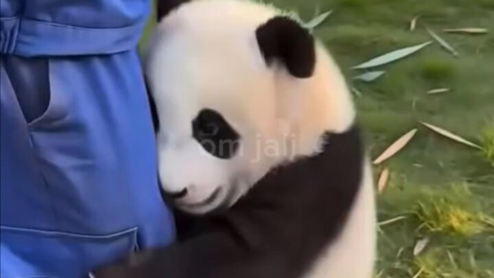 panda salah alamat