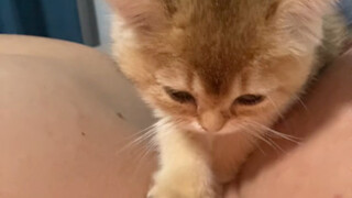 Kitten understands what I say?? ! ! !