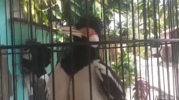 jalak suren