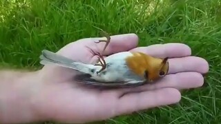 นึกว่าจะต้องระงับความเศร้า แต่ไม่คิดเลยว่า...........!🐦