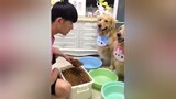 new very funny videos. funny dog