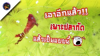 เอาอีกแล้ว!!เปิดกล่องเพาะปลากัดแล้วเจอแบบนี้อีกแล้วสไตล์korattv