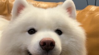 Tôi đã chơi với tai cảm biến của Samoyed được một ngày