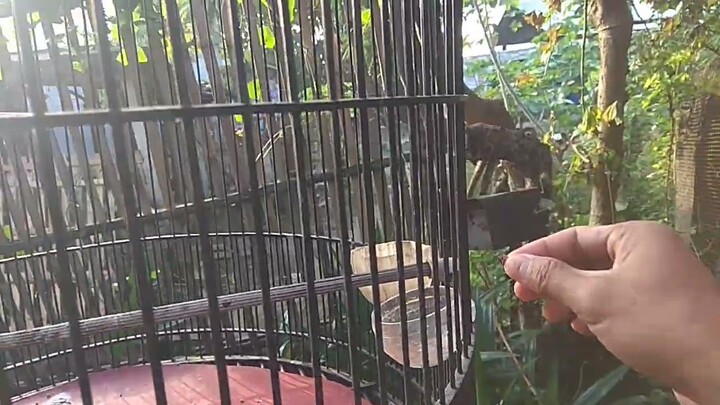 cara mudah Menjinakan murai batu pastol