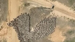 美国一位农场主，用无人机记录下自家2只牧羊犬赶羊的画面——认真工作的狗也太帅了