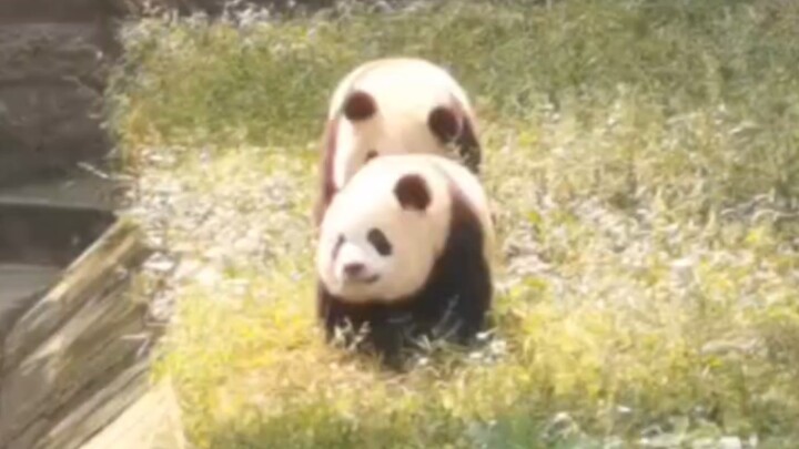 “Two Pigs Stroll Along the Ground”