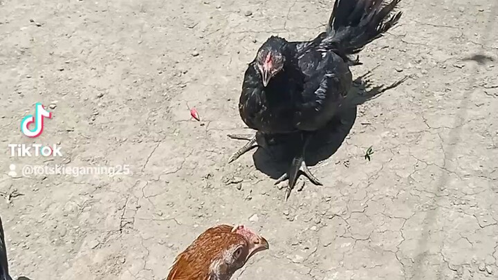 3months old #Batangsabongero