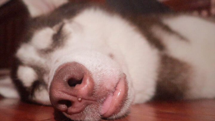 When the husky is fast asleep, a firecracker suddenly goes off. How will it react?