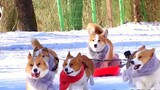 A man raised eight Corgis. Unexpectedly, all his "private money" was spent, and he could only sleep 