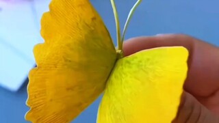 “蝴蝶叶子”