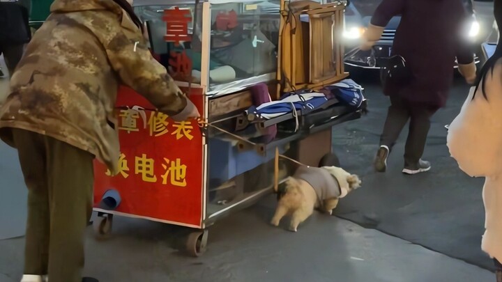 小狗的爱无声，却又震耳欲聋！