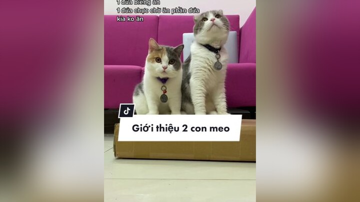 Dnay Beo ốm teo còn Ber như con lợn 🥹 cat meo catsoftiktok