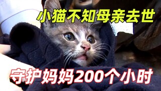 小猫守护去世的母猫，把捡到的肉留给妈妈，自己靠石头和树根充饥