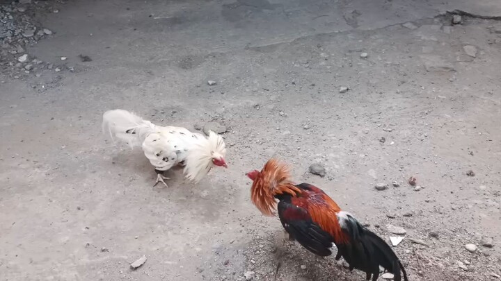 dpill dbol sparr test pumopotok na palo