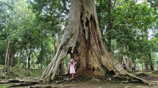 MAKAN DUKU SEPUASNYA DI KOTO MAHLIGAI - CANDI MUARA JAMBI