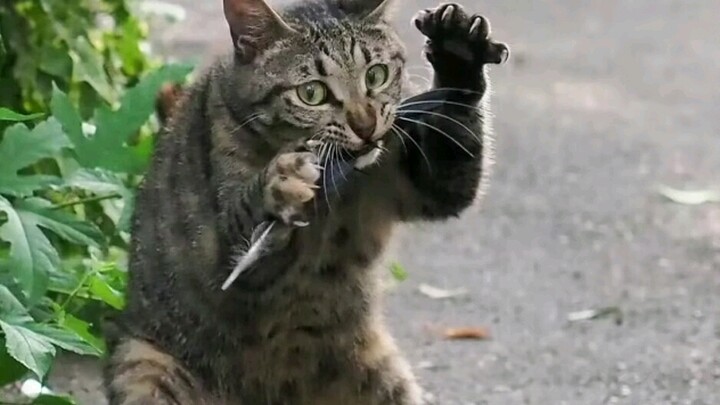 القطة هذه رائعة 😼