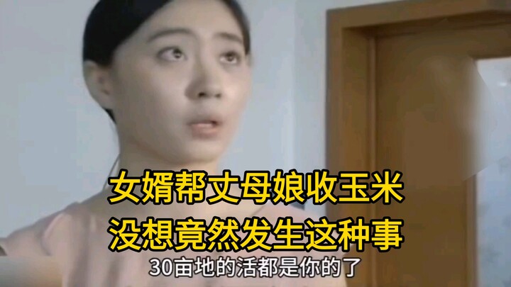 ลูกเขยช่วยแม่ยายเก็บข้าวโพด ไม่คิดเลยว่าจะเกิดเรื่องแบบนี้ขึ้น!