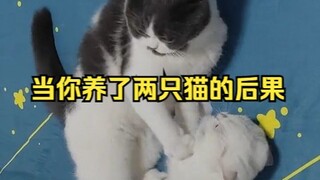 What happens when you have two cats?