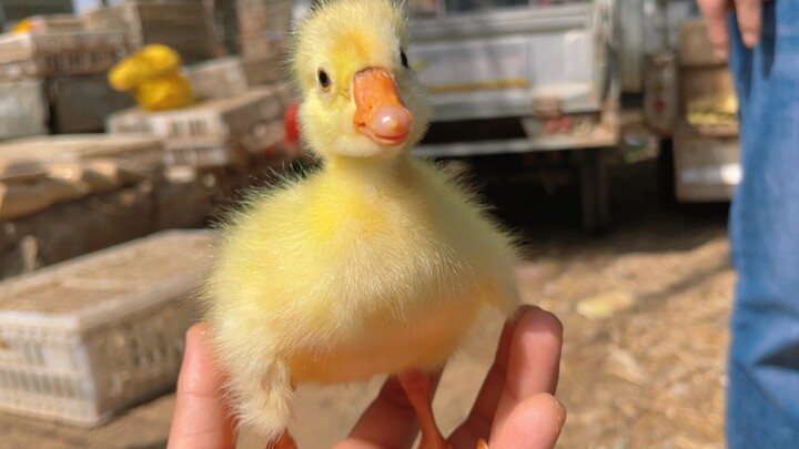 Let me show you the popular pet market in the countryside. There are too many people.