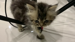 น้องโกโก้ แมวเหมียวน่ารักหาอะไรเอ่ย