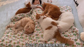 冬天的猫毯沉重又温暖