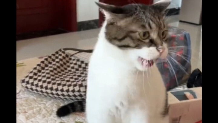 Kucing: Jangan sentuh aku! Sebenarnya siapa yang lagi sentuh aku!