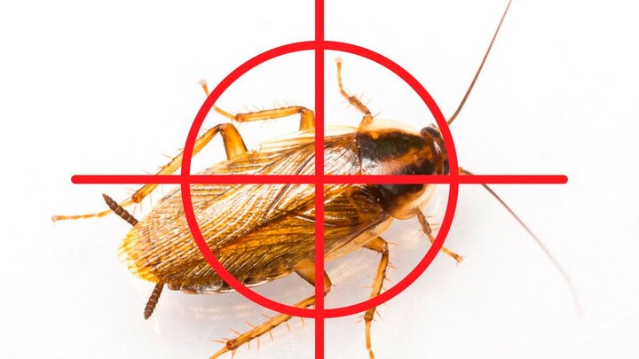 100 Ways to Kill Cockroaches